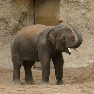 Elefant Vinh im Heidelberger Zoo 