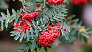 Beeren der Eberesche (Vogelbeere) am Baum