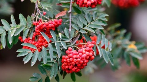Beeren der Eberesche (Vogelbeere) am Baum