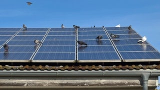 Tauben auf einer Solaranlage. Weil sie darunter gerne nisten, können sie ein Brandrisiko darstellen. Anlagen-Besitzer können aber vorsorgen.