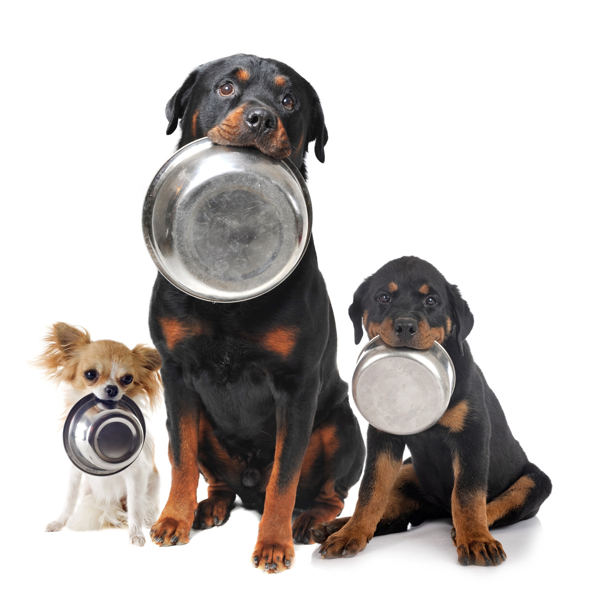 Worauf muss ich beim Hundefutter achten? episode artwork
