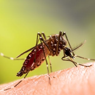 Eine Stechmücke, die asiatische Tigermücke, sticht in die Haut eines Arms.