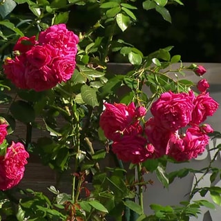 Rosen