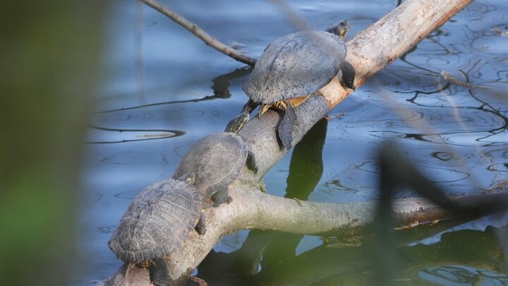 Drei Schildkröten sitzen auf einem Ast am Ufer des Schwanenteichs, einem toten Rheinarm in den Rheinanlagen