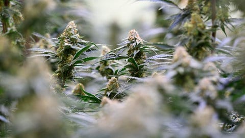 23 Plantagen, Millionenumsatz: Drogenprozess gegen sieben Angeklagte hat vor dem Landgericht Trier begonnen.