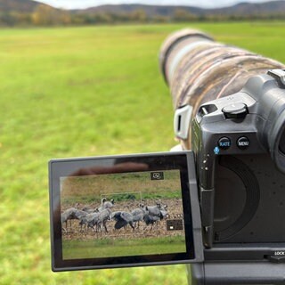 Vogelbeobachter Alexander Weis beobachtet Kraniche auf einer Wiese bei Bruchmühlbach-Miesau.