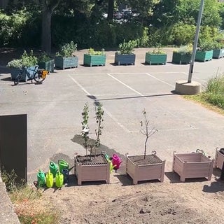 Obstbäume für Andernach