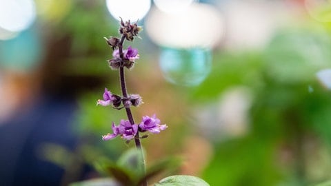 Die violetten kleinen Blütenblätter des afrikanischen Strauchbasilikums sind in einer Nahaufnahme zu sehen. 