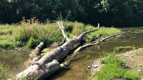 Biotop an der Jagst bei Kirchberg (Landkreis Schwäbisch Hall)