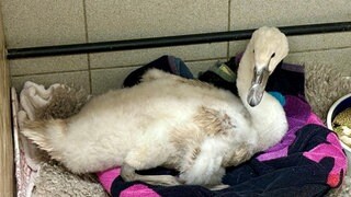 Schwer verletzt mit gebrochenem Flügel liegt der junge Schwan auf einem Handtuch im Mainzer Tierheim.