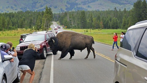 Touristen fotografieren ein Bison, das im Yellowstone Nationalpark die Straße überquert. Im Nordwesten der USA wurde Yellowstone zum weltweit ersten Nationalpark erklärt. Das 9.000 Quadratkilometer große Habitat von Bisons, Bären und Enzian war dabei von Anfang an auch als Freizeitpark gedacht 
