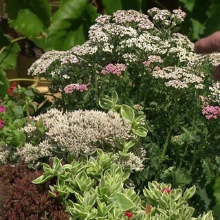 Blumen