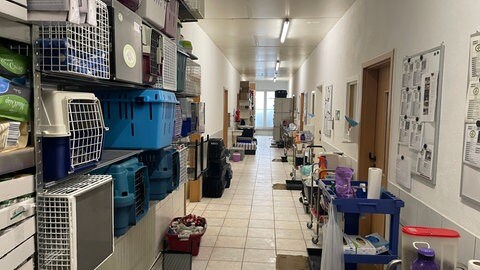 Streit um neues Tierheim an der Mosel: Die Flure im Tierheim sind vollgestopft mit Transportboxen und Wäscheständern. 