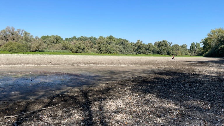 Ausgetrocknete Rheinauen Rastatt