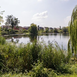 Der Russenweiher in Speyer im Jahr 2021.