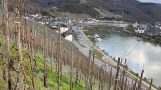 Das Moselstädtchen Bernkastel-Kues ist geprägt vom Weinbau. Viele renommierte Weingüter haben Anbaugebiete in der Gegend. 