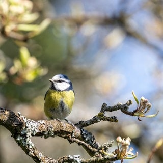Eine Meise sitzt in einem blühenden Baum in der Sonne