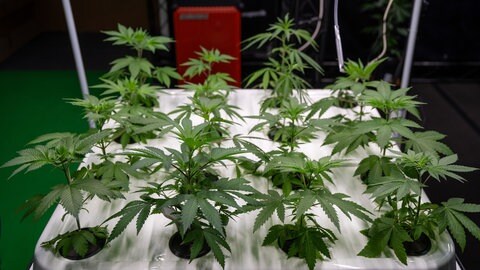 Hanfsämlinge stehen in einer Anlage mit Bewässerungssystem | Nach der Bundestagswahl stehen Cannabis-Social-Clubs möglicherweise schon wieder vor dem Aus. Die CDU hat angekündigt, die Teillegalisierung von Cannabis wieder aufzuheben.