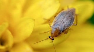 Bernstein-Waldschabe (Ectobius vittiventris) auf einer gelben Blume.