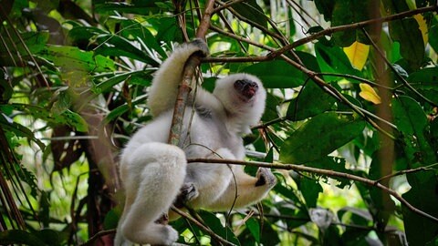 Die Lebensräume von Primaten, wie hier einem Seidensifaka (Propithecus candidus) in den Regenwäldern im Nordosten Madagaskars, sollten eigentlich besser geschützt werden.