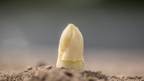 Spargel: Die Spitze einer Spargelpflanze wächst aus einem Erdhügel.