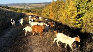 Die Schafe und Ziegen sind tierische Rasenmäher auf der stillgelegten Mülldeponie in Langenlonsheim.