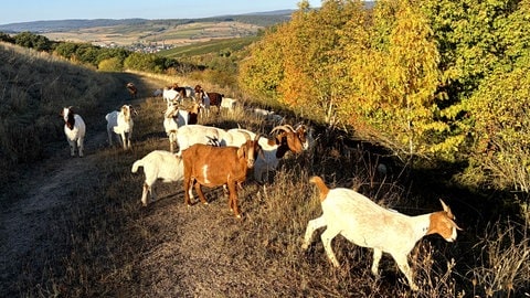 Die Schafe und Ziegen sind tierische Rasenmäher auf der stillgelegten Mülldeponie in Langenlonsheim.