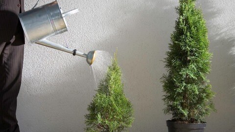 Alternative zum Tannenbaum: Koniferen, die werden hier im Bild gegossen.