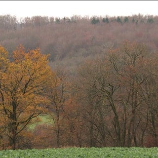 Herbstliche Bäume
