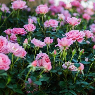 Rosen im Garten