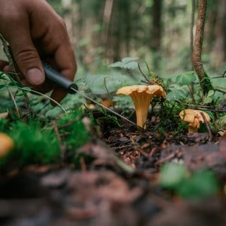 Pilz wird mit Messer abgeschnitten