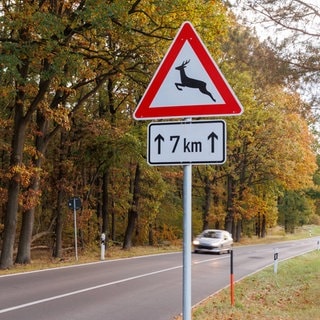 Symbolfoto: Das Verkehrszeichen Achtung Wildwechsel warnt vor Wildtieren, die die Straße überqueren könnten, und fordert Fahrer auf, ihre Geschwindigkeit zu reduzieren und besonders aufmerksam zu fahren.
