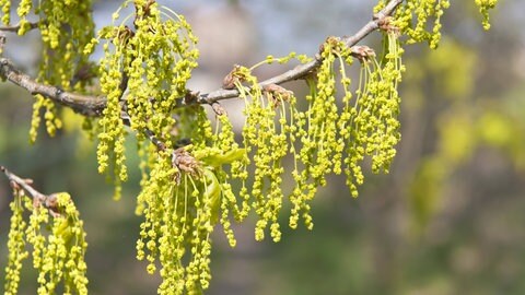 Pollen der Eiche - die Belastung ist für Betroffene mit Heuschnupfen aktuell besonders hoch.