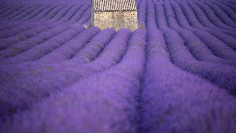 Ein Lavendelfeld in der Provence. 