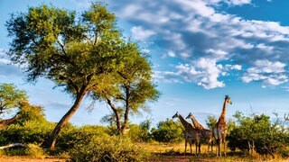 Giraffen