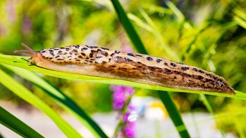 Tigerschnecke auf einem Blatt: Der Nützling kann gegen gefräßige Schnecken im Garten helfen. 