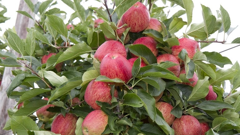 Äpfel der Sorte Gala am Baum