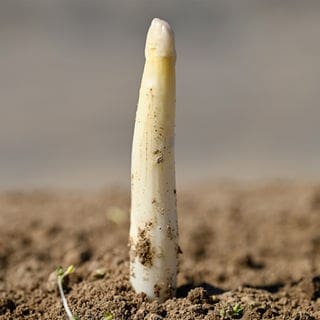 Spargelmythen im Check: Was stimmt wirklich?