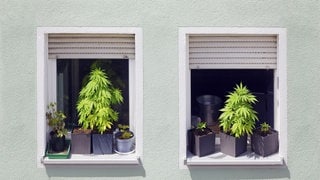 Cannabis-Pflanzen auf einer Fensterbank - seit einem Jahr sind Anbau und Kiffen unter Einschränkungen erlaubt.
