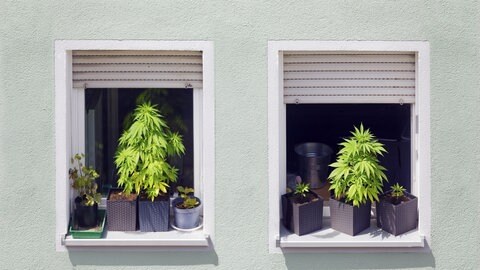 Cannabis-Pflanzen auf einer Fensterbank - seit einem Jahr sind Anbau und Kiffen unter Einschränkungen erlaubt.