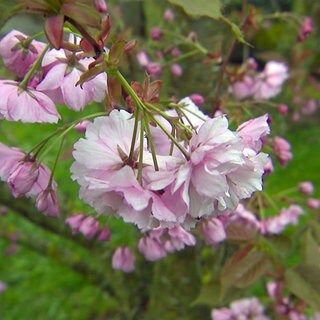 Eine rosane Kirschblüte im Garten von Ehepaar Müller in Leonberg.