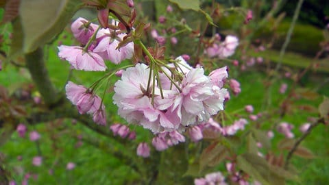 Eine rosane Kirschblüte im Garten von Ehepaar Müller in Leonberg.