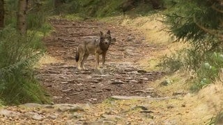 Wolf im Wald bei Herrenwies