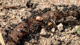 Ameisen der invasiven Art "Tapinoma magnum" zerlegen einen Regenwurm.