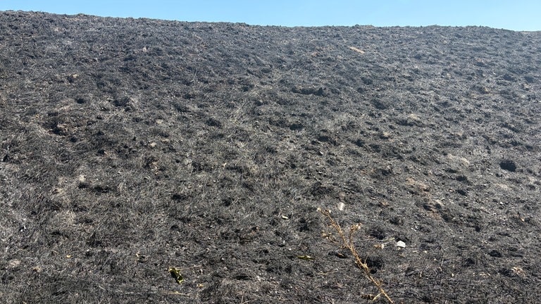 Brand auf Friesenheimer Insel: Schwarzes Gras auf einem Hügel