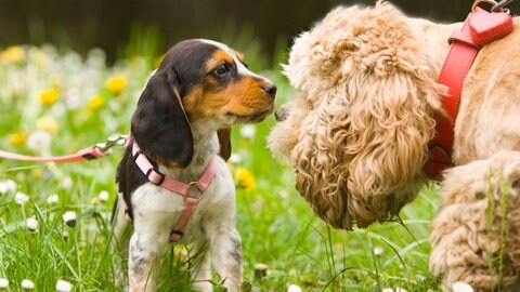 Hunde beschnuppern sich auf Wiese.