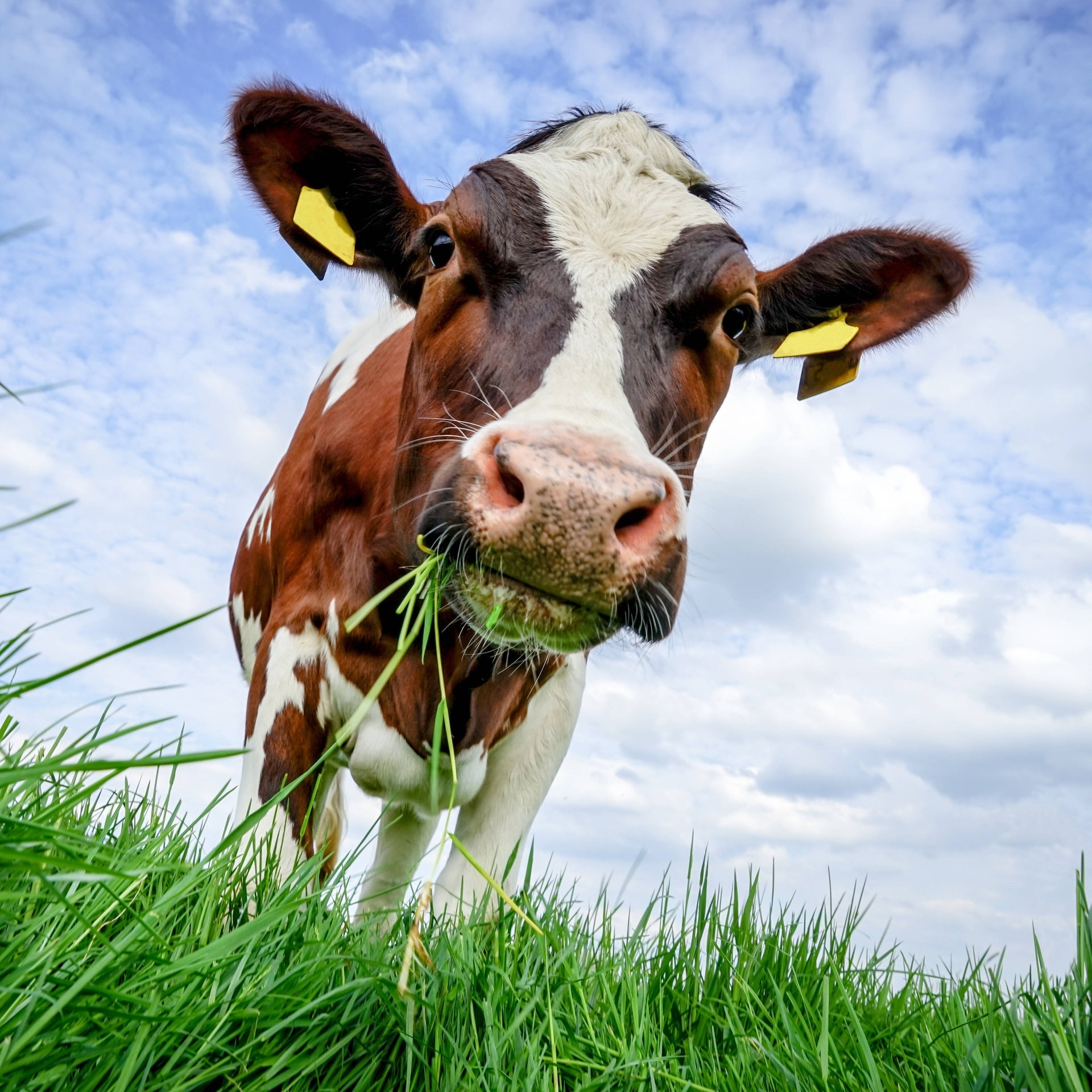 Rinder rülpsen Methan. Könnte man daraus Biogas machen? episode artwork