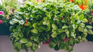 Erdbeeren im Kasten