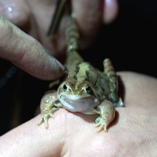Moorfrosch