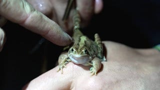 Moorfrosch